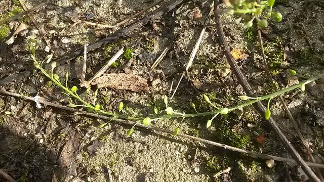 Lepidium graminifolium